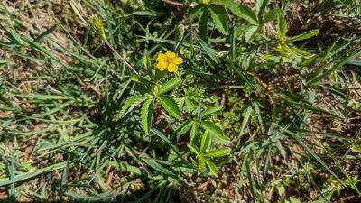 Potentilla simplex, photographed by Joseph Aubert