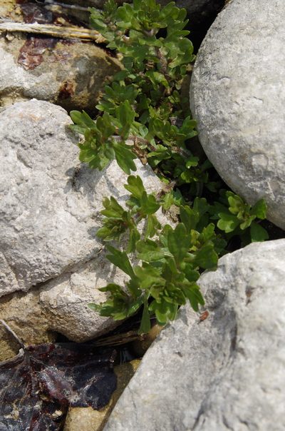 Shinnersia rivularis, photographed by Eric Knight
