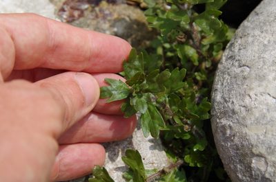 Shinnersia rivularis, photographed by Eric Knight