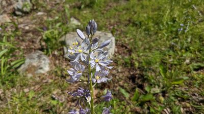Camassia scilloides, photographed by Joseph Aubert
