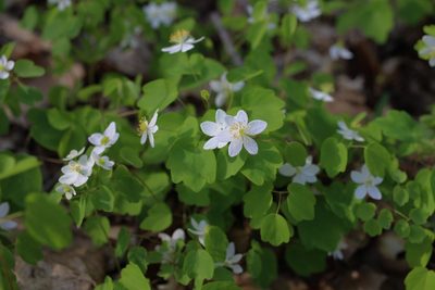Anemonella thalictroides, photographed by Sarah Culliton