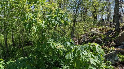 Aesculus glabra, photographed by Joseph Aubert