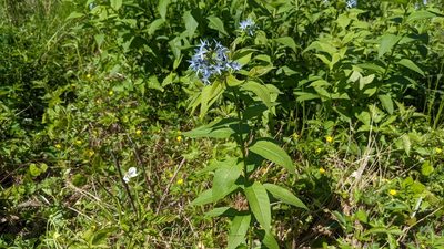 Amsonia tabernaemontana, photographed by Joseph Aubert