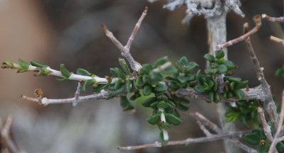 Pteronia viscosa, photographed by Tony Rebelo