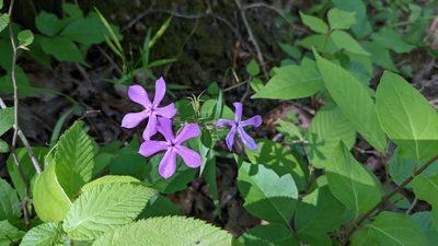 Phlox pilosa, photographed by Joseph Aubert