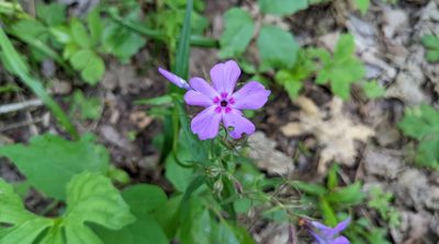 Phlox pilosa, photographed by Joseph Aubert