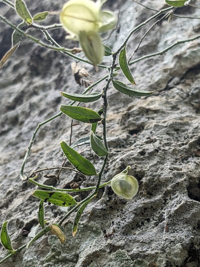 Hebecarpa ovatifolia, photographed by Eric Knight