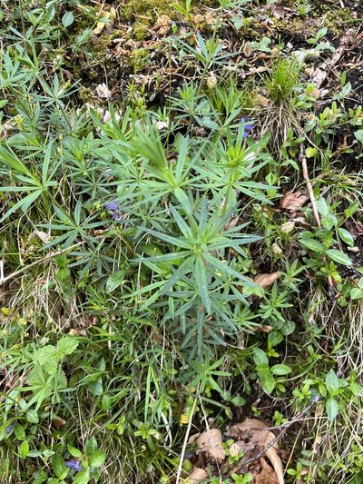 Galium laevigatum, photographed by Elliot Greiner