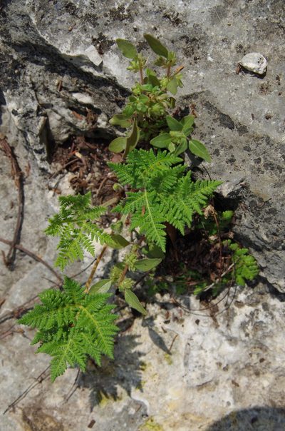 Cheilanthes leucopoda, photographed by Eric Knight
