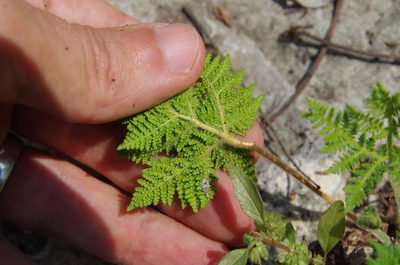 Cheilanthes leucopoda, photographed by Eric Knight