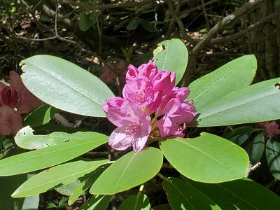 Rhododendron catawbiense, photographed by Craig Martin