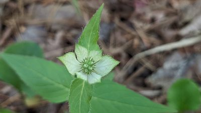 Monarda russeliana, photographed by Joseph Aubert