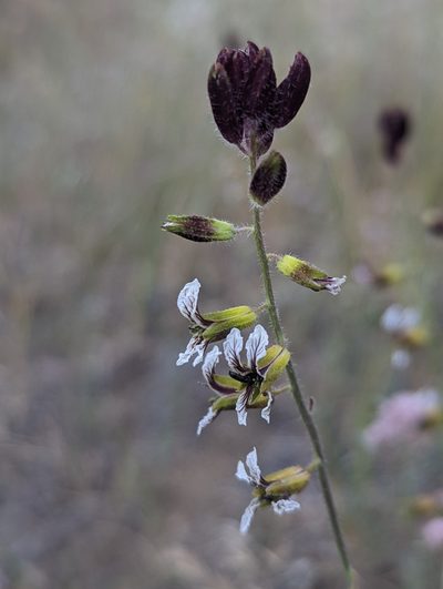 Streptanthus coulteri, photographed by My-Lan Le