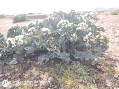 Crambe maritima, photographed by Nigel Bentley