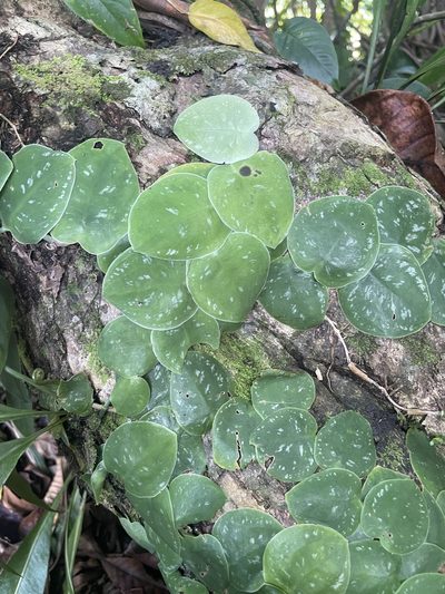 Monstera tuberculata, photographed by Chase Mathey