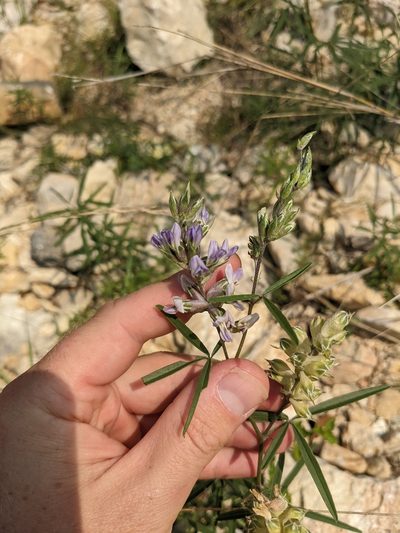 Pediomelum cyphocalyx, photographed by Cleveland Powell