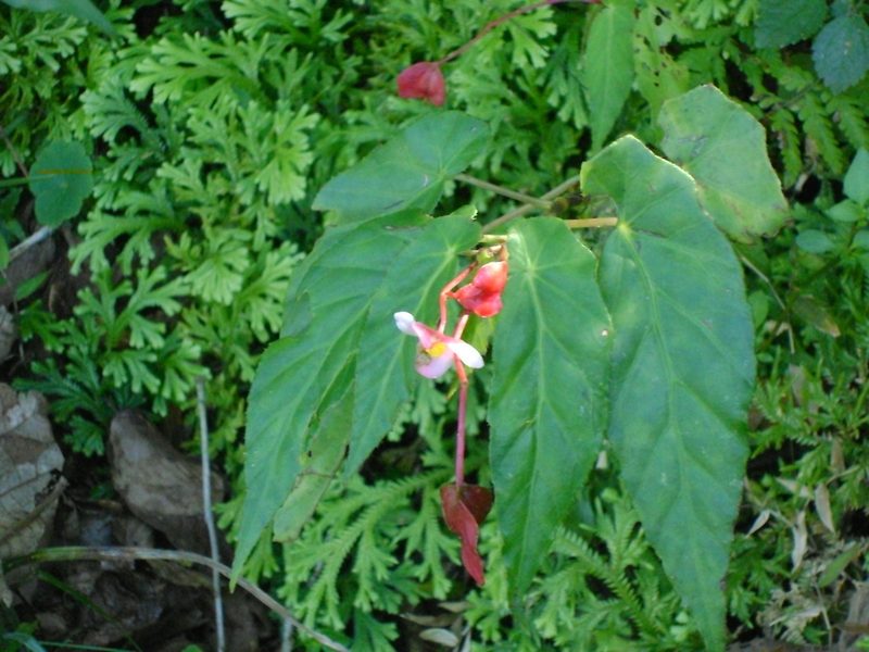 Begonia incarnata, photographed by Tereso Hernández Morales