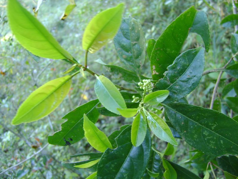 Staphylea insignis, photographed by Tereso Hernández Morales