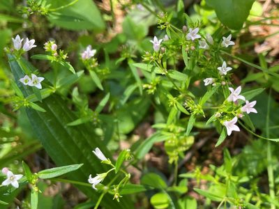 Houstonia longifolia, photographed by lejones417