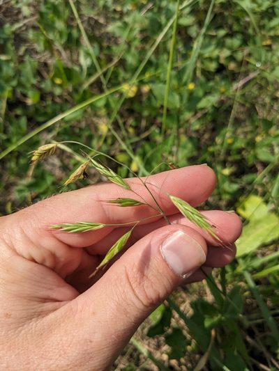 Bromus texensis, photographed by Cleveland Powell