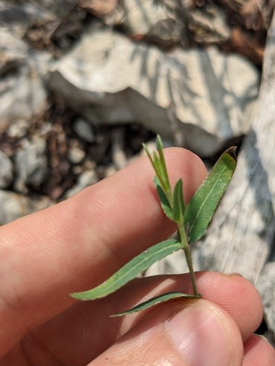 Aspicarpa hyssopifolia, photographed by Eric Knight