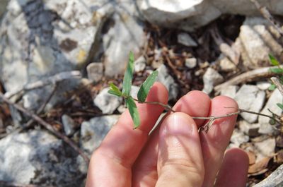 Aspicarpa hyssopifolia, photographed by Eric Knight