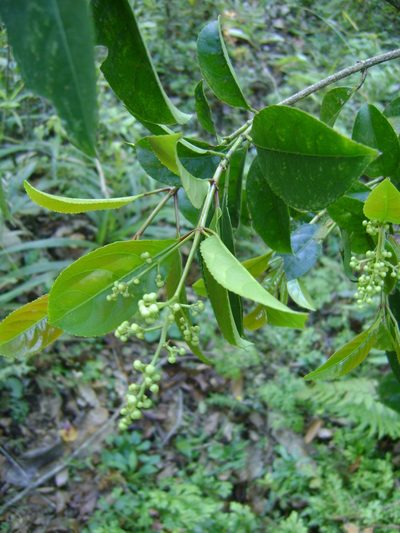 Staphylea insignis, photographed by Tereso Hernández Morales