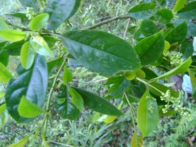 Staphylea insignis, photographed by Tereso Hernández Morales