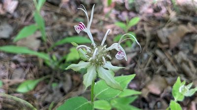 Monarda russeliana, photographed by Joseph Aubert