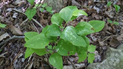 Smilax bona-nox, photographed by Joseph Aubert