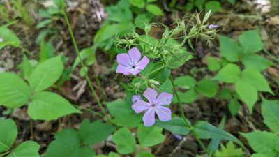Phlox pilosa, photographed by Joseph Aubert