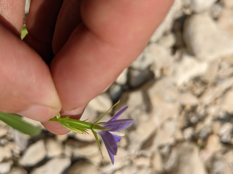 Triodanis coloradoensis, photographed by Eric Knight