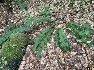 Polystichum aculeatum, photographed by Elliot Greiner