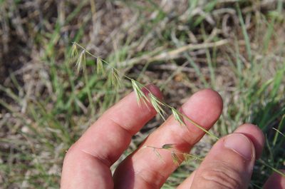 Bouteloua rigidiseta, photographed by Eric Knight