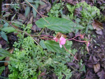 Begonia incarnata, photographed by Tereso Hernández Morales