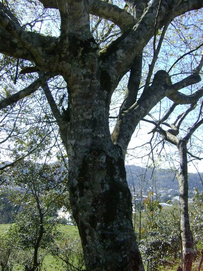Carpinus tropicalis, photographed by Tereso Hernández Morales