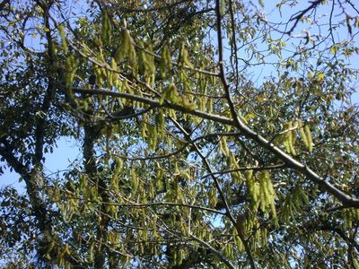 Carpinus tropicalis, photographed by Tereso Hernández Morales