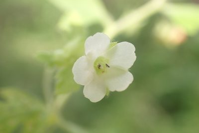 Nemophila heterophylla, photographed by Steve Woodward