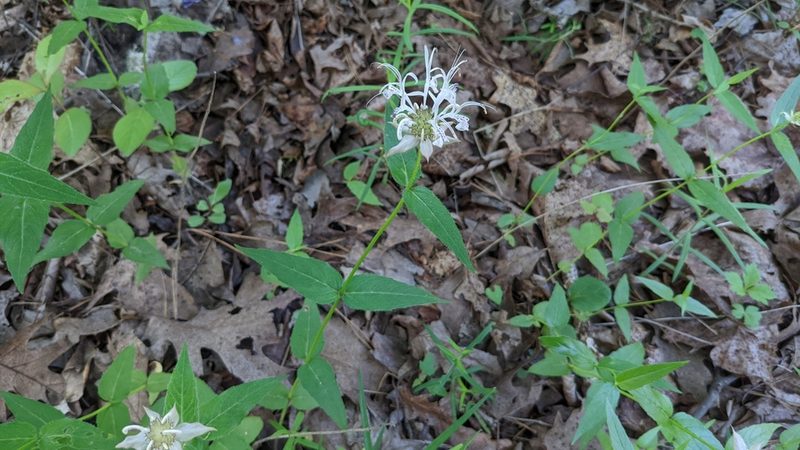 Monarda russeliana, photographed by Joseph Aubert
