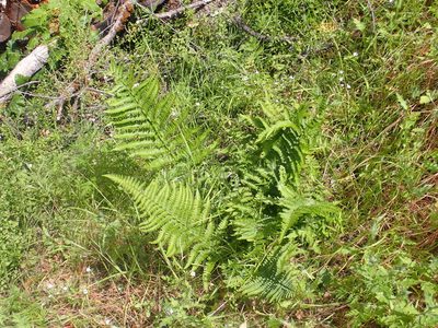 Dryopteris arguta, photographed by Steve Woodward