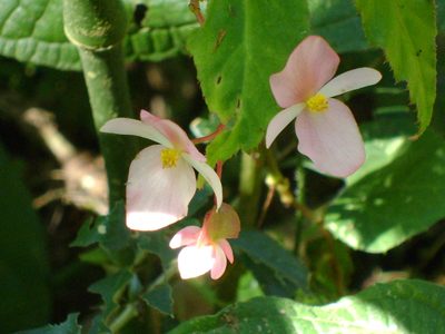 Begonia incarnata, photographed by Tereso Hernández Morales