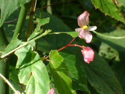 Begonia incarnata, photographed by Tereso Hernández Morales