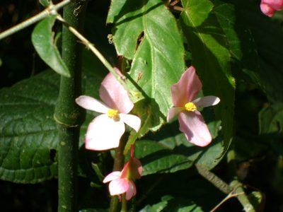 Begonia incarnata, photographed by Tereso Hernández Morales