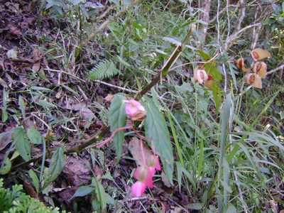 Begonia incarnata, photographed by Tereso Hernández Morales