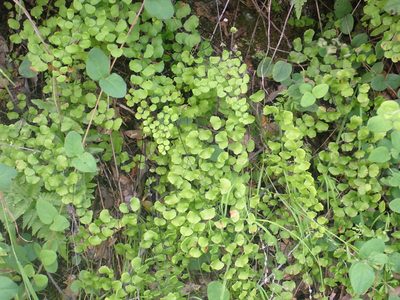 Adiantum jordanii, photographed by Steve Woodward