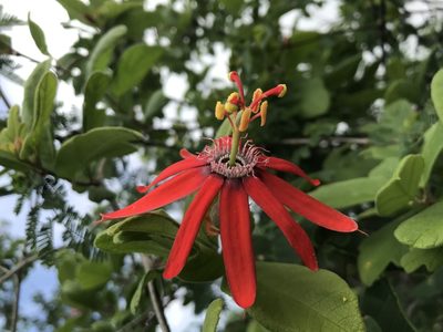 Passiflora luetzelburgii, photographed by vitordematos12