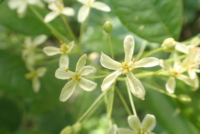 Ptelea crenulata, photographed by Steve Woodward