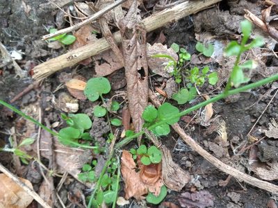 Cardamine hirsuta, photographed by Leanne Dempsey