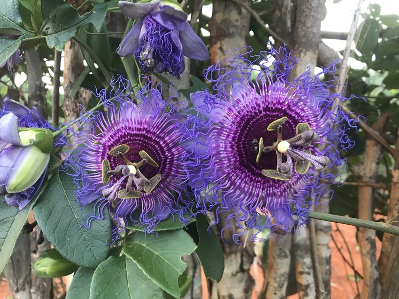 Passiflora cincinnata, photographed by vitordematos12