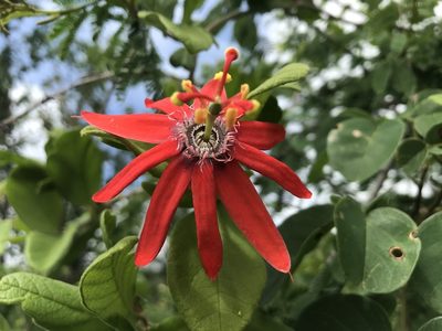 Passiflora luetzelburgii, photographed by vitordematos12